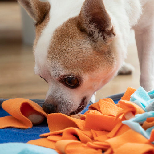 Aktivitetsmåtte til hunde&nbsp;